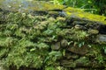 A bright green moss growing on a wall made of old stones Royalty Free Stock Photo