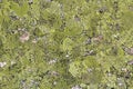 Bright green moss and lichen on the stone. Background, moss texture