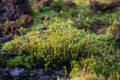 Bright green moss, macro photo, selective focus Royalty Free Stock Photo