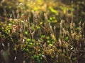 Bright green moss macro shot,Abstract natural background with green moss in the forest. Seasonal spring eco concept Royalty Free Stock Photo