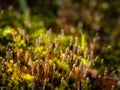 Bright green moss macro shot,Abstract natural background with green moss in the forest. Seasonal spring eco concept Royalty Free Stock Photo