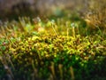 Bright green moss macro shot,Abstract natural background with green moss in the forest. Seasonal spring eco concept Royalty Free Stock Photo