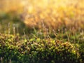 Bright green moss macro shot,Abstract natural background with green moss in the forest. Seasonal spring eco concept Royalty Free Stock Photo