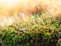 Bright green moss macro shot,Abstract natural background with green moss in the forest. Seasonal spring eco concept Royalty Free Stock Photo