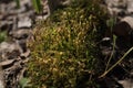 Bright green moss macro shot. Macro of moss with green spore capsules on orange stalks. Spring calm background Royalty Free Stock Photo