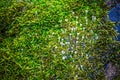 Bright green moss on the old stone, nature background Royalty Free Stock Photo