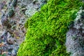 Bright green moss on the old stone, nature background Royalty Free Stock Photo