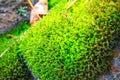 Bright green moss on the old stone, nature background Royalty Free Stock Photo