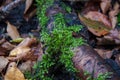 Bright green moss on the old tree