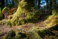 Bright green moss growing on forest floor and up tree stump with orange beech tree leaves and tree roots Royalty Free Stock Photo