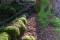 Bright green moss growing on forest floor and up tree stump with orange beech tree leaves and tree roots Royalty Free Stock Photo