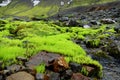 Bright green moss on a rainy day in Skaftafell National Park, Iceland