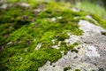 Bright green moss on a stone in the forest. Abstract nature forest background Royalty Free Stock Photo