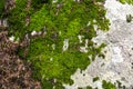 Bright green moss on a stone in the forest. Abstract nature forest background Royalty Free Stock Photo