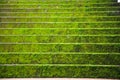 Bright green mossy stone stair steps uphill background in autumn season. Architectural decoration design, Plant covering, natural