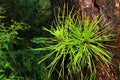 Bright green needles of Pitch Pine coniferous tree, latin name Pinus Rigida, growing directly from wet trunk. Royalty Free Stock Photo