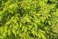 Bright green needles of young spruce, background texture close-up. Perennial evergreen coniferous plant spruce pine cedar fir tree