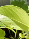 Bright Green Neon Pothos Houseplant