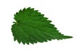 Bright green nettle leaf on isolated white background Royalty Free Stock Photo