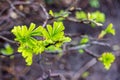 Rosa rugosa new spring leaves Royalty Free Stock Photo