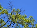 Bright green new spring leaves growing on the branches of a beech tree with bright blue sunlit sky Royalty Free Stock Photo