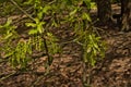 Bright green oak flowers and leafs, selective focus - Quercus