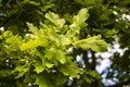 Bright green oak tree leaves in wooded area Royalty Free Stock Photo