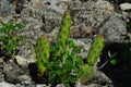 Bright green Opuntia cactus plant, also called Prickly Pear, growing on rocks, with barely visible yellow flower buds Royalty Free Stock Photo