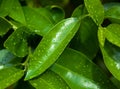 Bright Green Organic Jasmine Leaves With Raindrops