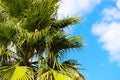 Bright green palm leaves against a bright blue sky. Royalty Free Stock Photo