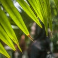 Bright green palm leaves at Kew Gardens.