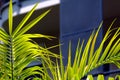 Bright green palm tree leaves with pointy ends. blurred building exterior background