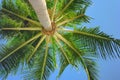 Bright green palmtree leaves view under tree