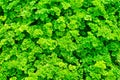 Bright Green Parsley Growing in Garden