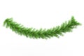 Bright Green Pine Tree Twig