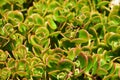 Bright Green and Pink Leaved Succulent in a Garden Royalty Free Stock Photo
