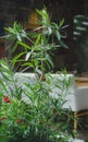 A bright green plant on a blurred room background. Fresh high houseplants next to a white sofa. Copy space. Royalty Free Stock Photo