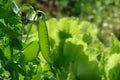 The bright green plant of Pisum sativum (sugar pea, snow pea) with unripe pod and flower in the garden on a sunny Royalty Free Stock Photo