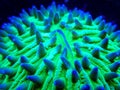 Bright green plate coral fully inflated Royalty Free Stock Photo