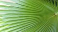 Bright green pleated Washingtonia palm tree leaf closeup with place for text. Green tropical background for design templates with