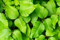 Bright green poison ivy leaves