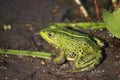 A bright green pool frog Pelophylax lessonae.