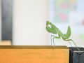 Bright Green Preying Mantis Mantid Mantises Mantidae Mantodea on wooden table in Thailand