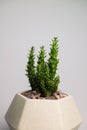 bright green prickly succulent cactus in a gray ceramic pot on a gray background