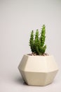 bright green prickly succulent cactus in a gray ceramic pot on a gray background