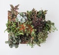 Bright green Rare Adromischus closeup top view. Succulent houseplant background Royalty Free Stock Photo