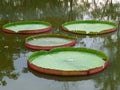 Bright Green and Red Color Victoria Lotus Leaf Floating on a Pond, Bangkok Royalty Free Stock Photo