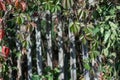 Bright green and red leaves of wild grapes ivy on the wooden background Royalty Free Stock Photo