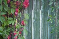 Bright green and red leaves of wild grapes ivy on the wooden background Royalty Free Stock Photo