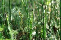 Flora of Siberia: the young shoots of Equisetum hyemale (rough horsetail) and tiny shrubs of Empetrum sibiricum